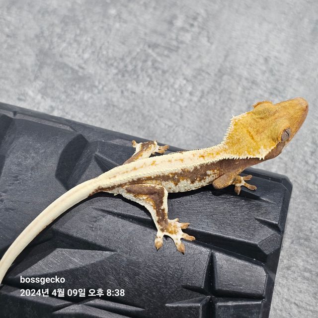 릴리화이트