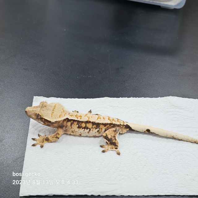 트라이