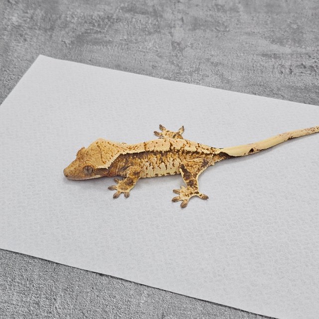 Extreme Harlequin White Spot Tri Normal