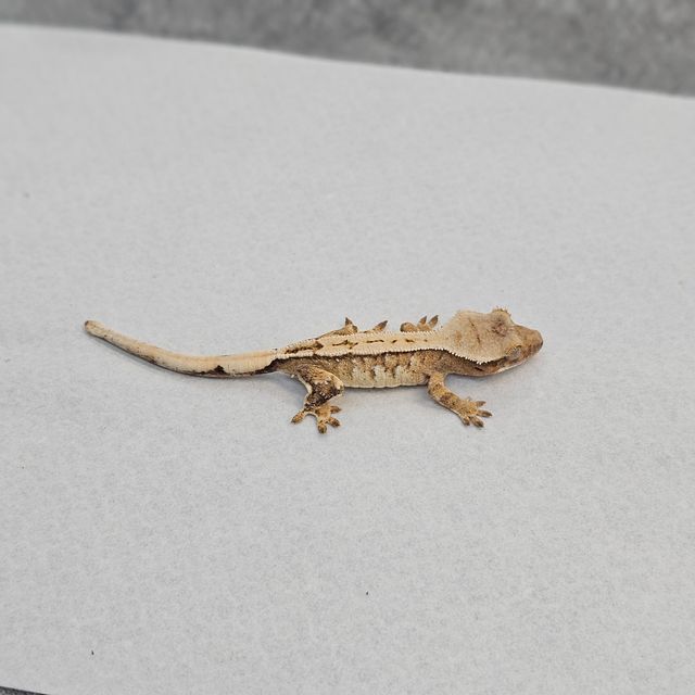 트라이