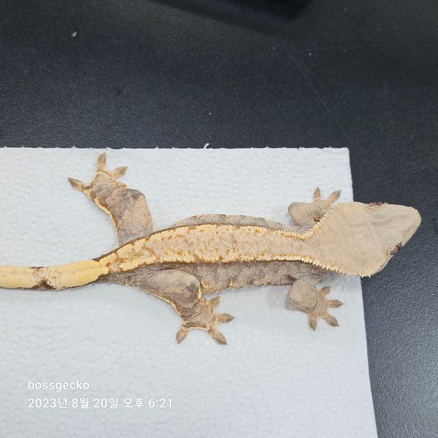 트라이