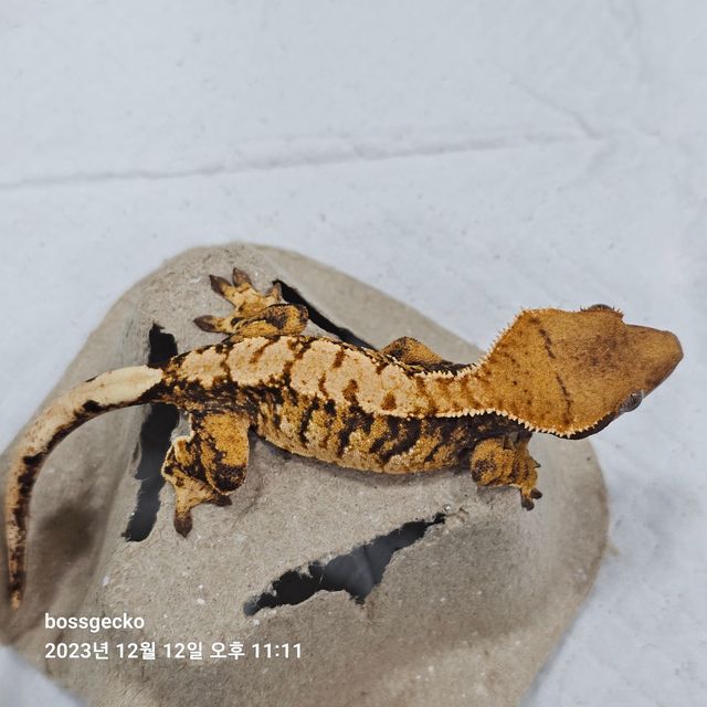 노멀 트라이 바브