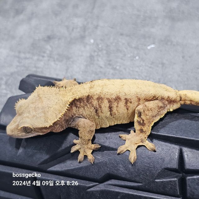 드리피 솔리드백