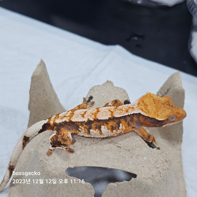 노멀 트라이 바브