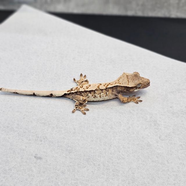 트라이