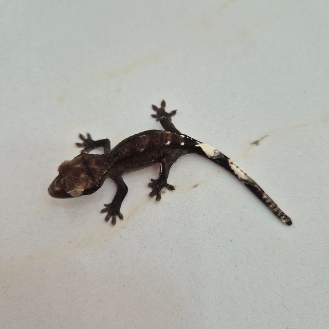 아잔틱 블랙 화이트