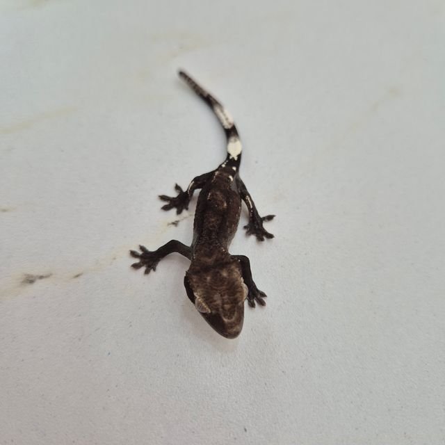 아잔틱 블랙 화이트
