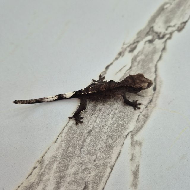 아잔틱 블랙 화이트