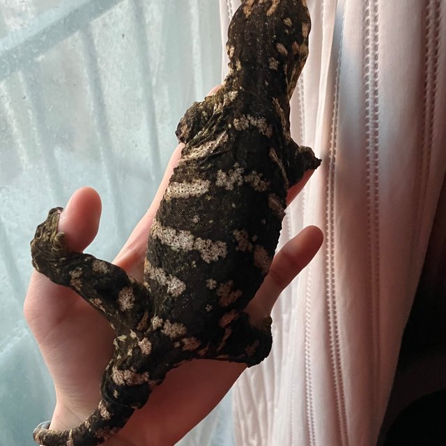 프리델 GT 코기스