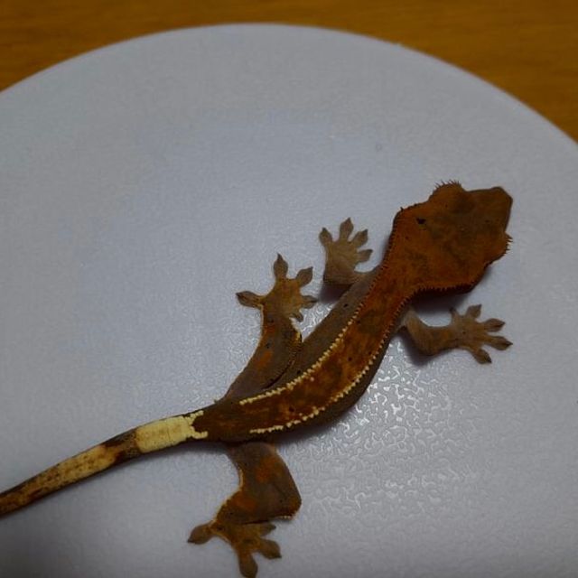 핀스트라이프 카푸치노