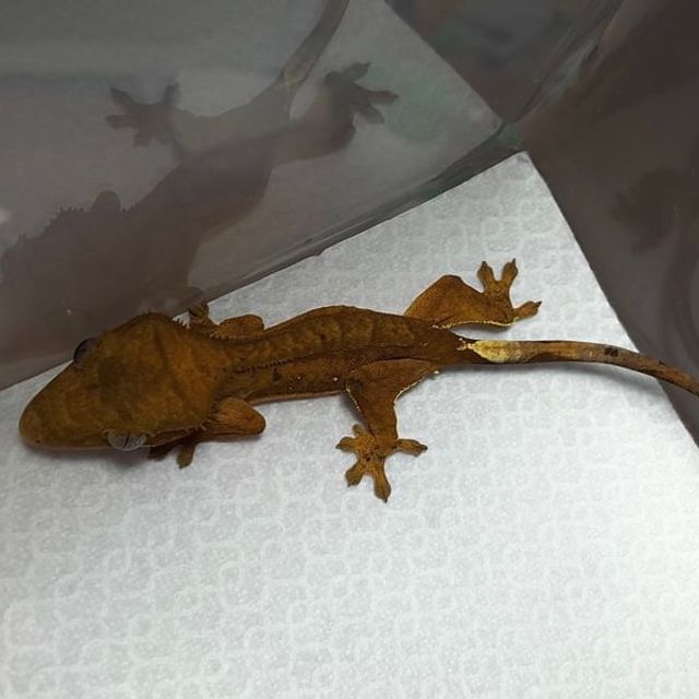카푸치노 팬텀