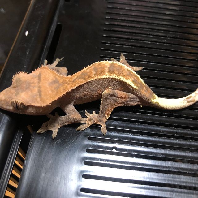 카푸치노 트라이 핀스트라이프