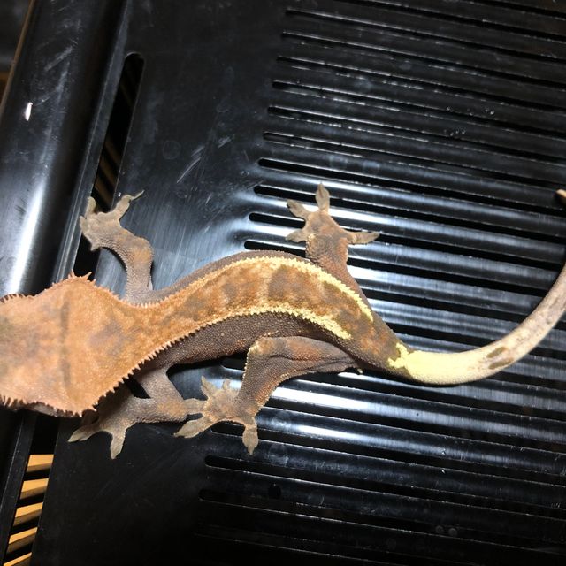 카푸치노 트라이 핀스트라이프