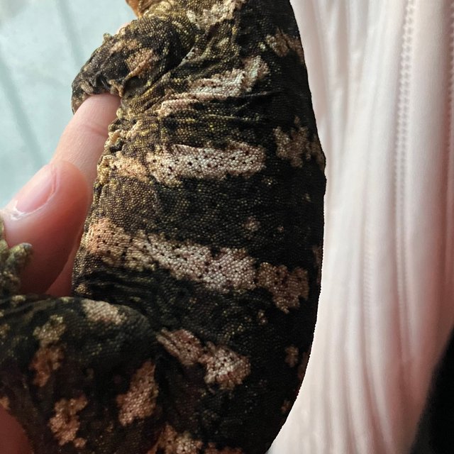 프리델 GT 코기스