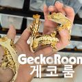 Geckoroom게코룸