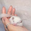 초쿠