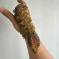 사과팡