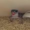 Geckoss
