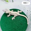 윤별크레윤쏘