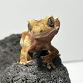 바보크레