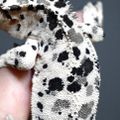 Dotzzi