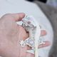 Detailgecko