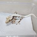 크레그래