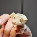세종달크레