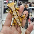 TriPleTriGecko