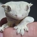 행지크레