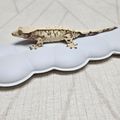 creatinegecko