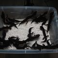 KoreaBlackGecko
