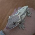 FinalDragon