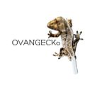 Ovangecko