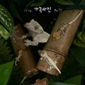 양코Yangecko
