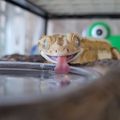 브라운