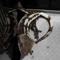 VOIDGECKO