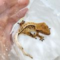 gungecko
