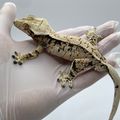 eongeckos