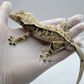 eongeckos