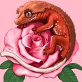로즈핑크