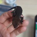 크레홍