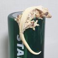 크레에몽