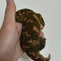 고구미리치스