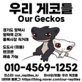 우리게코들