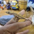 서울서울