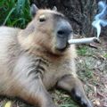 capybara3