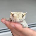 크레미율
