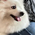 아가쟌