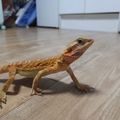 괄도네넴띤